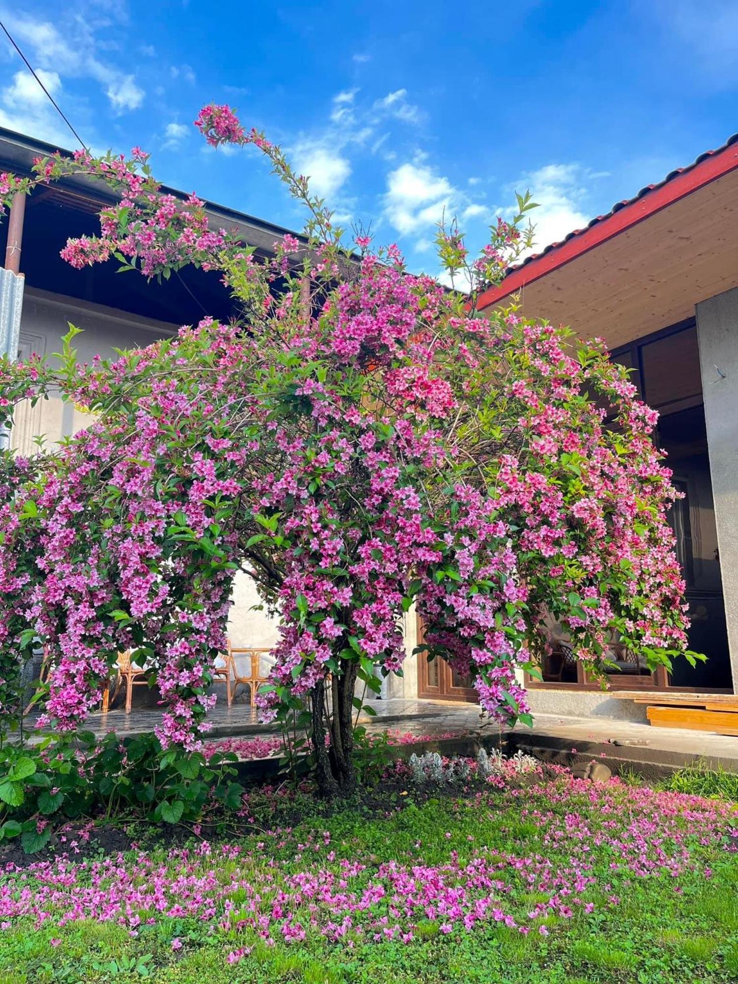 ,,Anna'S" Guesthouse K'vemo Alvani Luaran gambar